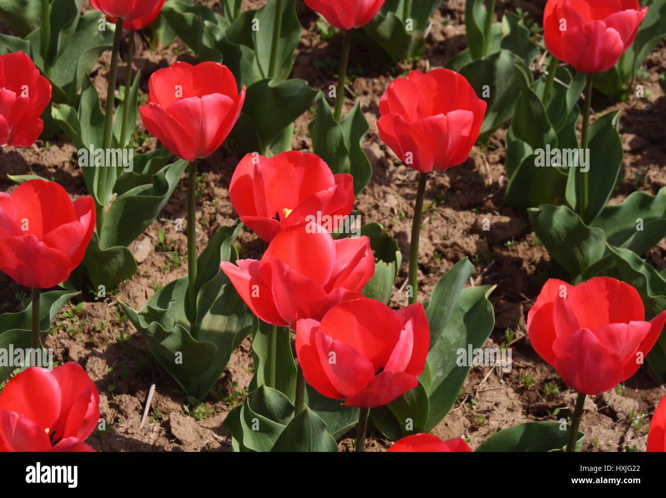 Srinagar, au Cachemire. Mar 29, 2017. Vue sur Jardin de tulipes. À mesure que le printemps s'installe et les fleurs sont en pleine floraison, le festival des tulipes est prêt pour le 1er avril. Le festival aura lieu à l'Indira Gandhi Memorial Tulip Garden, donnant sur le pittoresque lac Dal. Le jardin compte plus de 20 lakh tulipes de 46 variétés et son ouverture marque le début de la saison touristique dans la vallée. Credit : Sofi suhail/Alamy Live News Banque D'Images