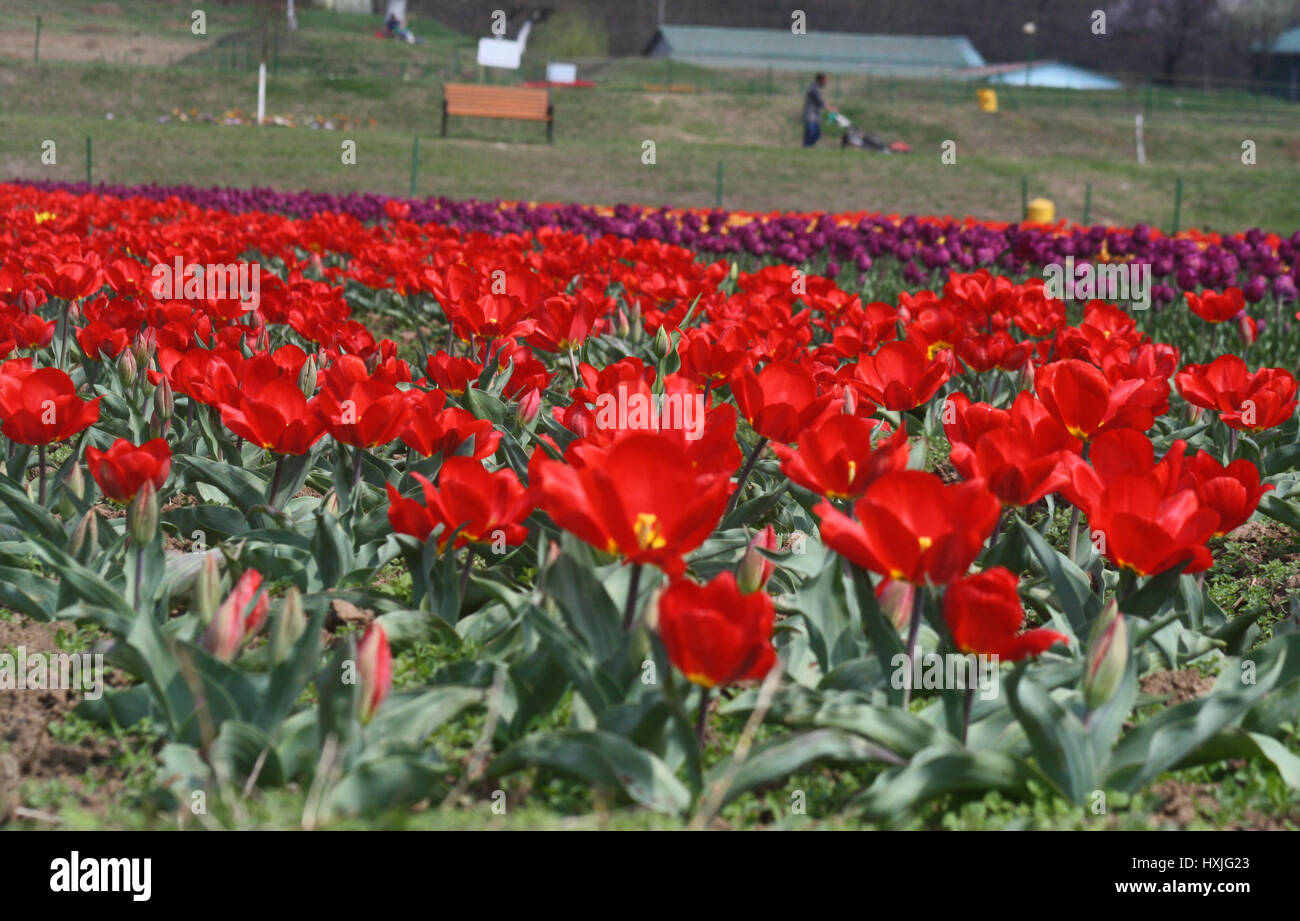 Srinagar, au Cachemire. Mar 29, 2017. Vue sur Jardin de tulipes. À mesure que le printemps s'installe et les fleurs sont en pleine floraison, le festival des tulipes est prêt pour le 1er avril.Le festival aura lieu à l'Indira Gandhi Memorial Tulip Garden, donnant sur le pittoresque lac Dal. Le jardin compte plus de 20 lakh tulipes de 46 variétés et son ouverture marque le début de la saison touristique dans la vallée. Credit : Sofi suhail/Alamy Live News Banque D'Images