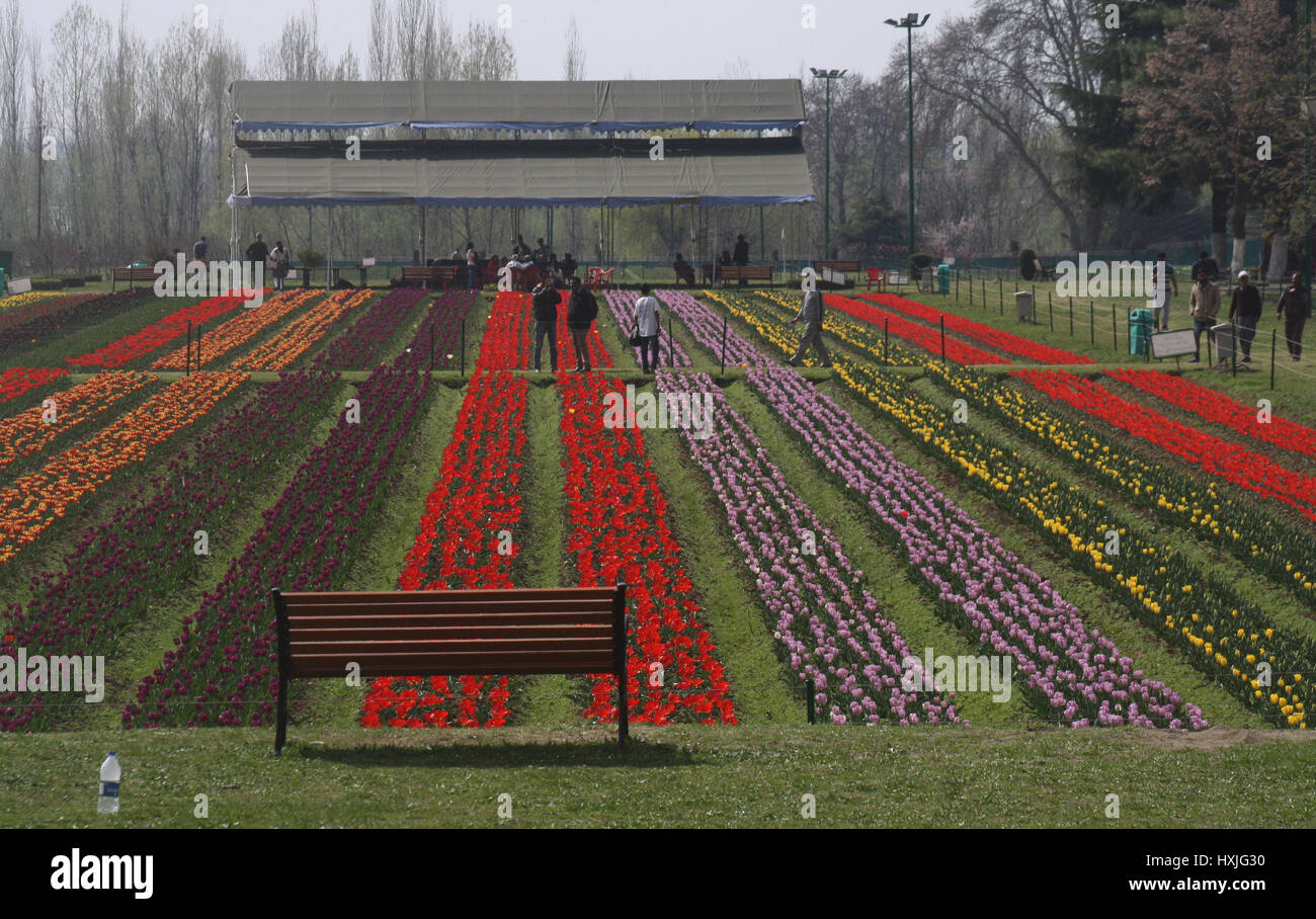 Srinagar, au Cachemire. Mar 29, 2017. Les touristes indiens promenades dans le jardin de tulipes.À mesure que le printemps s'installe et les fleurs sont en pleine floraison, le festival des tulipes est prêt pour le 1er avril.Le festival aura lieu à l'Indira Gandhi Memorial Tulip Garden, donnant sur le pittoresque lac Dal. Le jardin compte plus de 20 lakh tulipes de 46 variétés et son ouverture marque le début de la saison touristique dans la vallée. Credit : Sofi suhail/Alamy Live News Banque D'Images