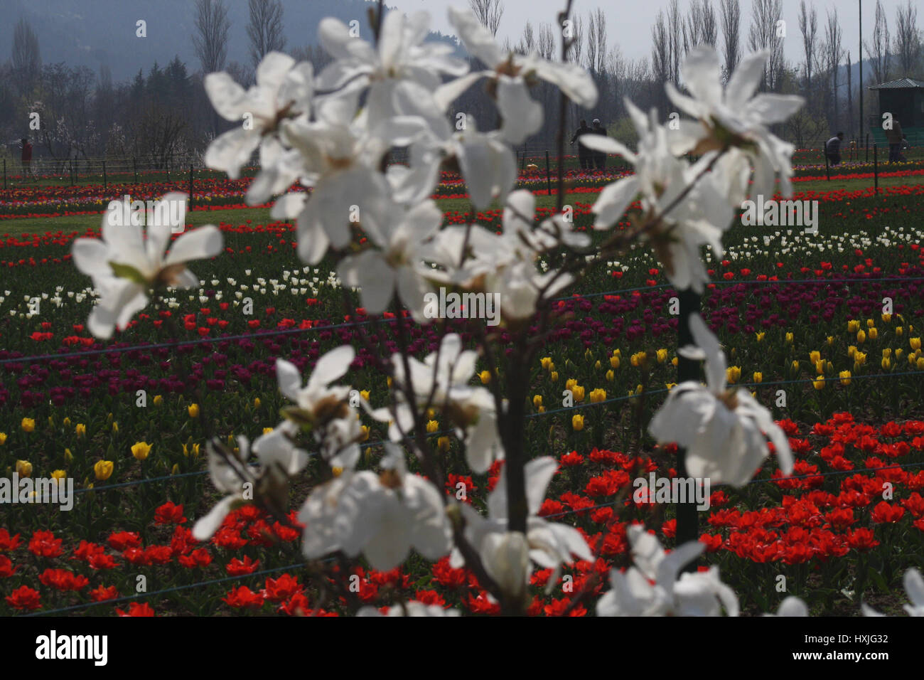 Srinagar, au Cachemire. Mar 29, 2017. Les touristes indiens se promener dans le jardin de tulipes. À mesure que le printemps s'installe et les fleurs sont en pleine floraison, le festival des tulipes est prêt pour le 1er avril. Le festival aura lieu à l'Indira Gandhi Memorial Tulip Garden, donnant sur le pittoresque lac Dal. Le jardin compte plus de 20 lakh tulipes de 46 variétés et son ouverture marque le début de la saison touristique dans la vallée. Credit : Sofi suhail/Alamy Live News Banque D'Images