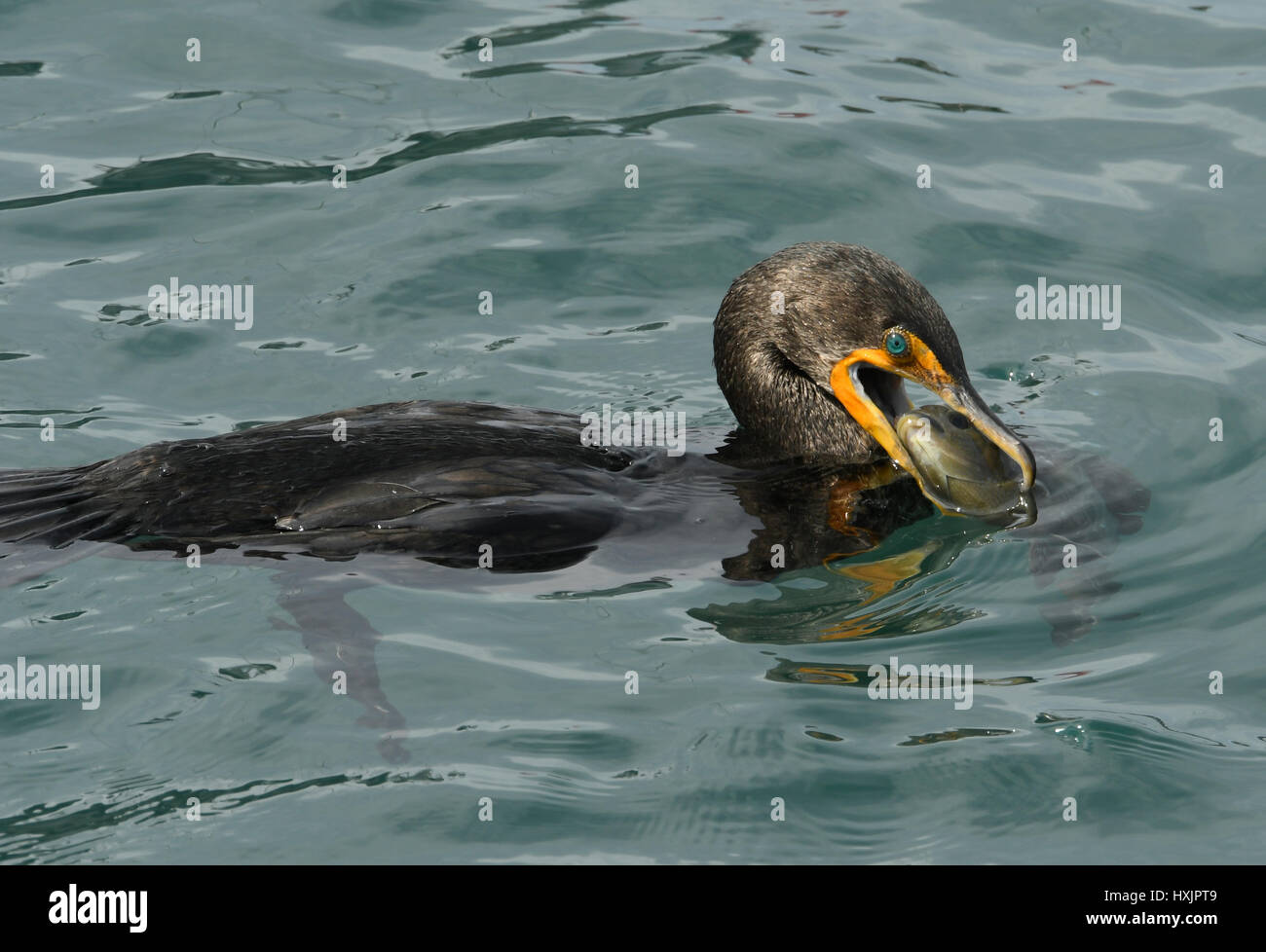 Cormoran à aigrettes (Phalacrocorax auritus) manger de la perche qu'il vient de prendre Banque D'Images