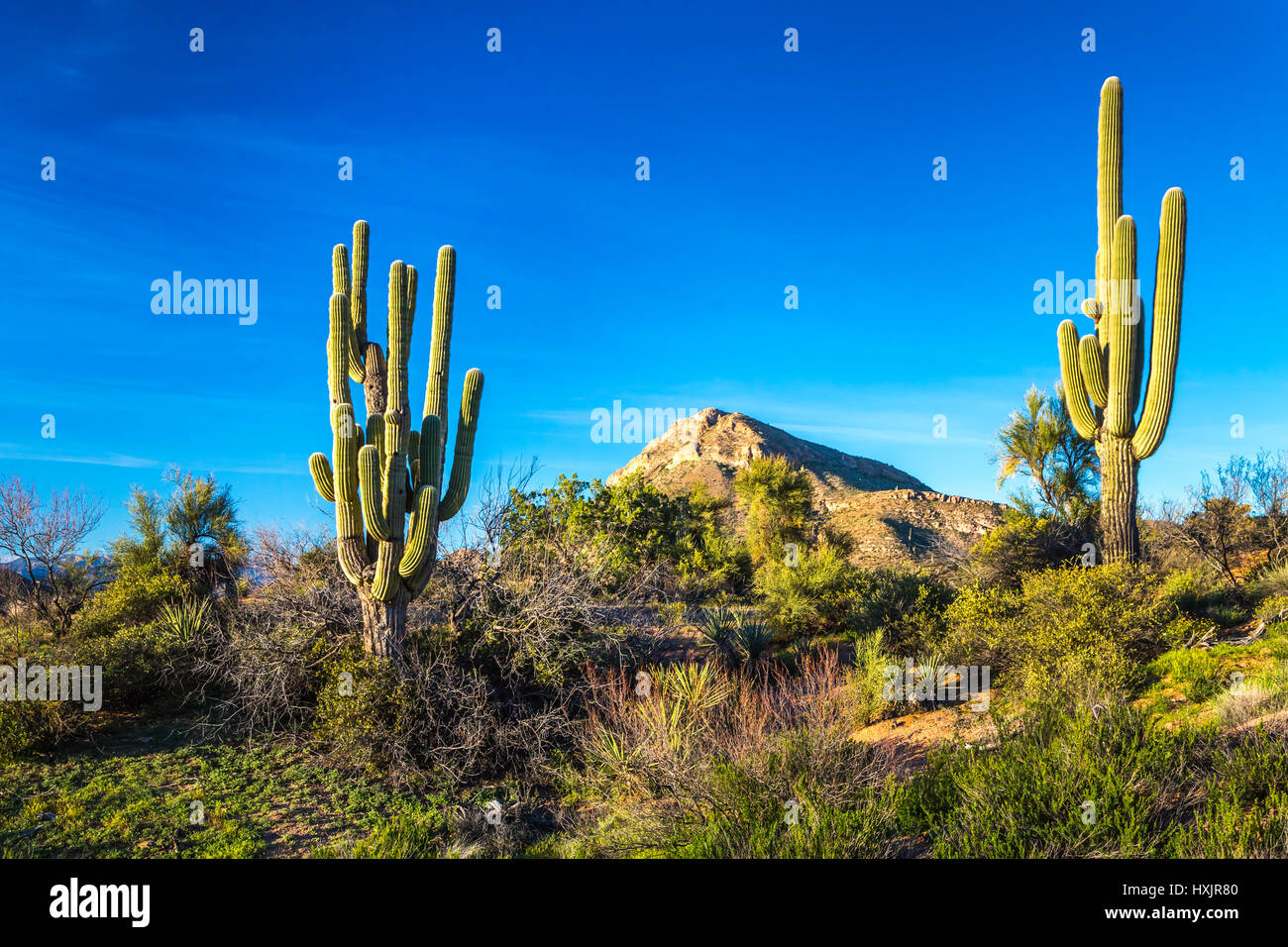 Un paysage de cactus du désert de la végétation dans la forêt nationale de Tonto, Arizona, USA. Banque D'Images