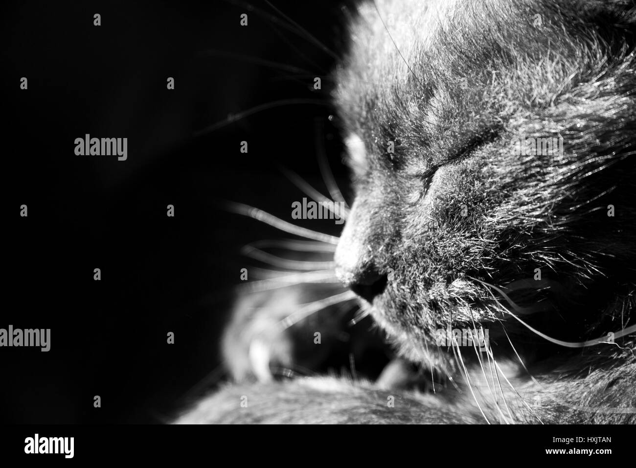 Schwarz, noir, Katze, cat, Ruhe, calme Banque D'Images