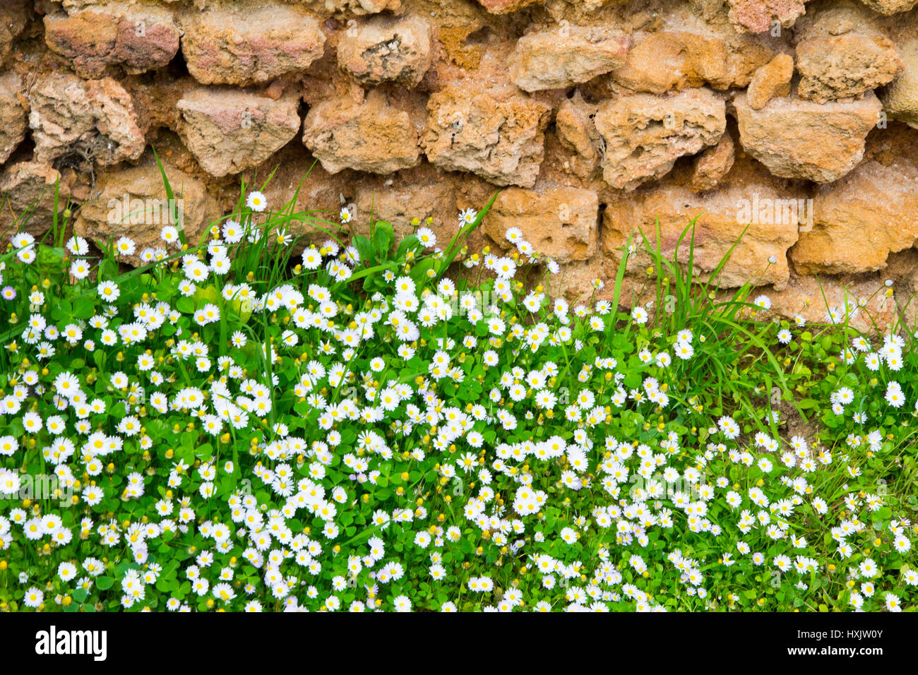 Fleurs de Printemps embrasser un mur romain à Tipaza Tipasa/Parc archéologique de Tipaza, en Algérie. Banque D'Images