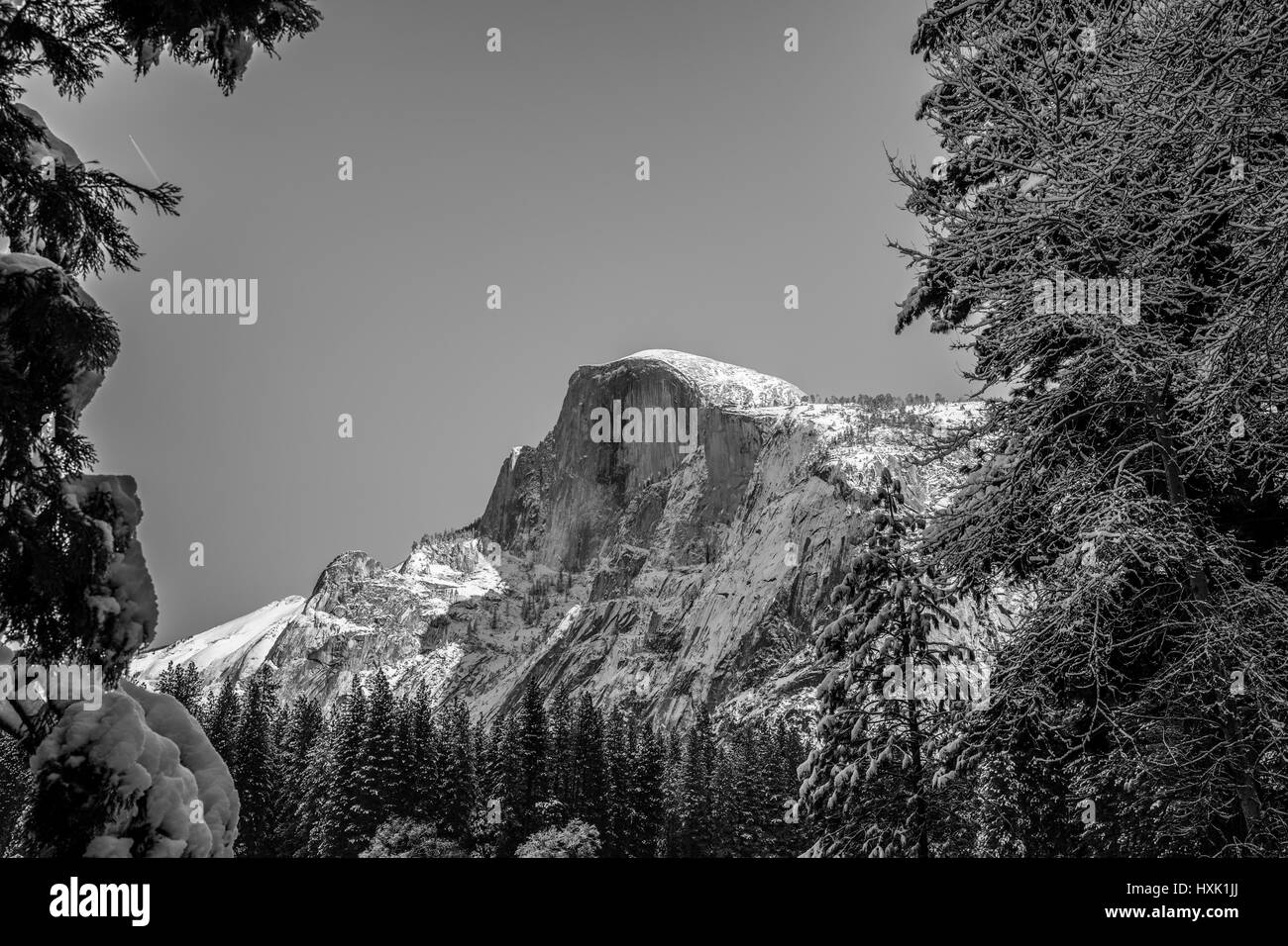 La moitié inférieure du dôme pins en vallée de Yosemite Banque D'Images