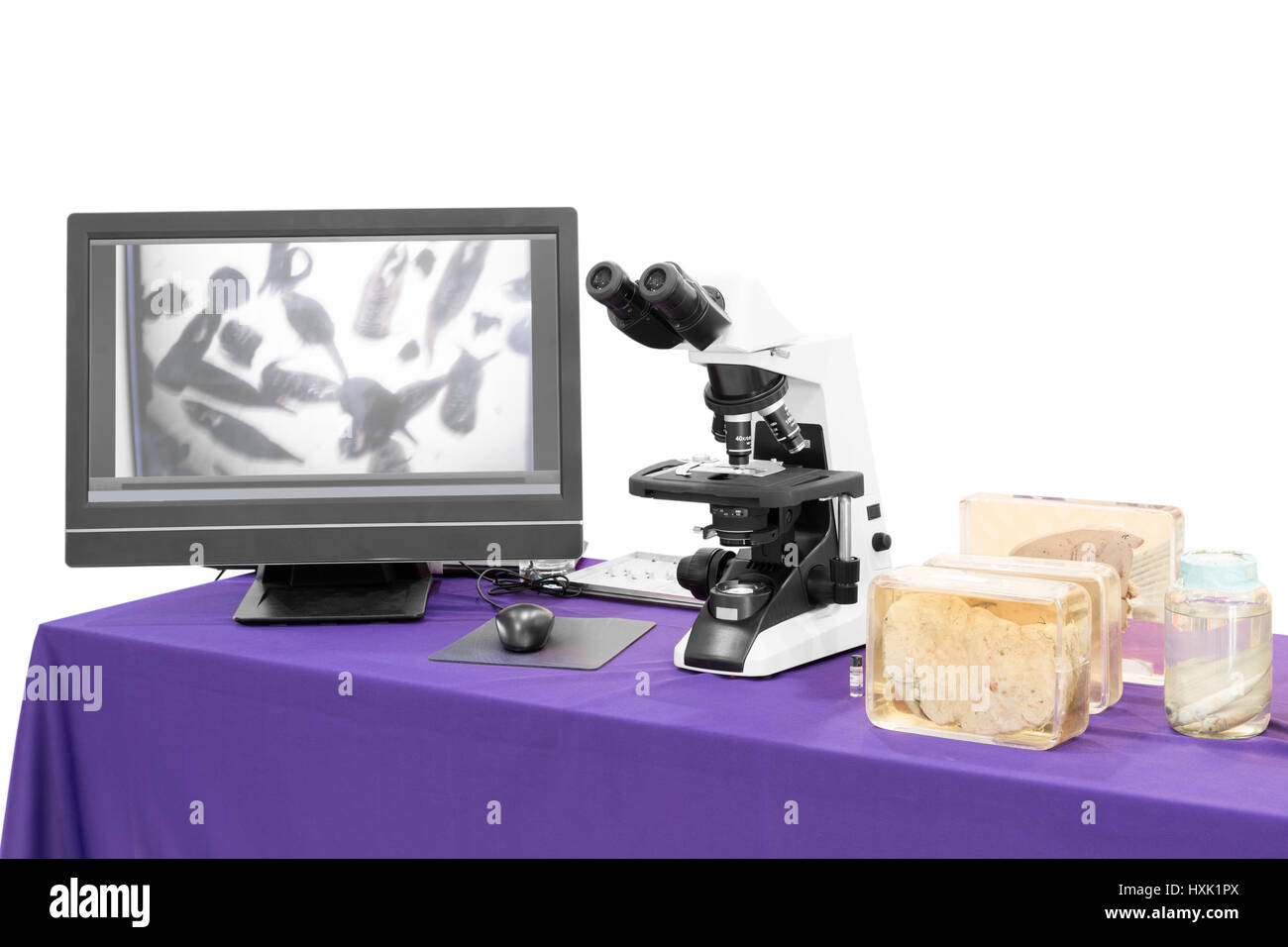 Microscope moderne avec la douve du foie Banque D'Images