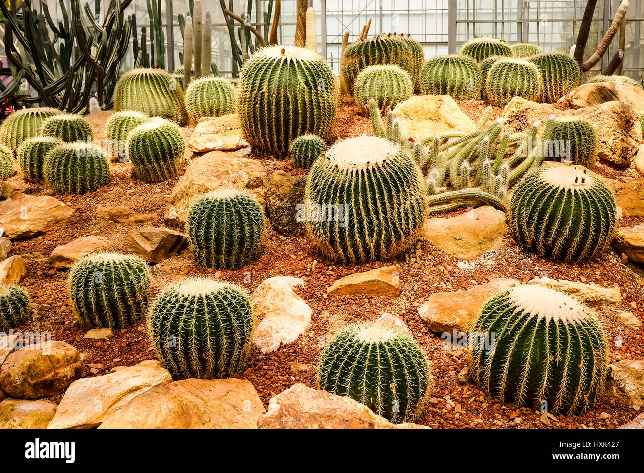 Groupe Cactus in greenhouse Banque D'Images