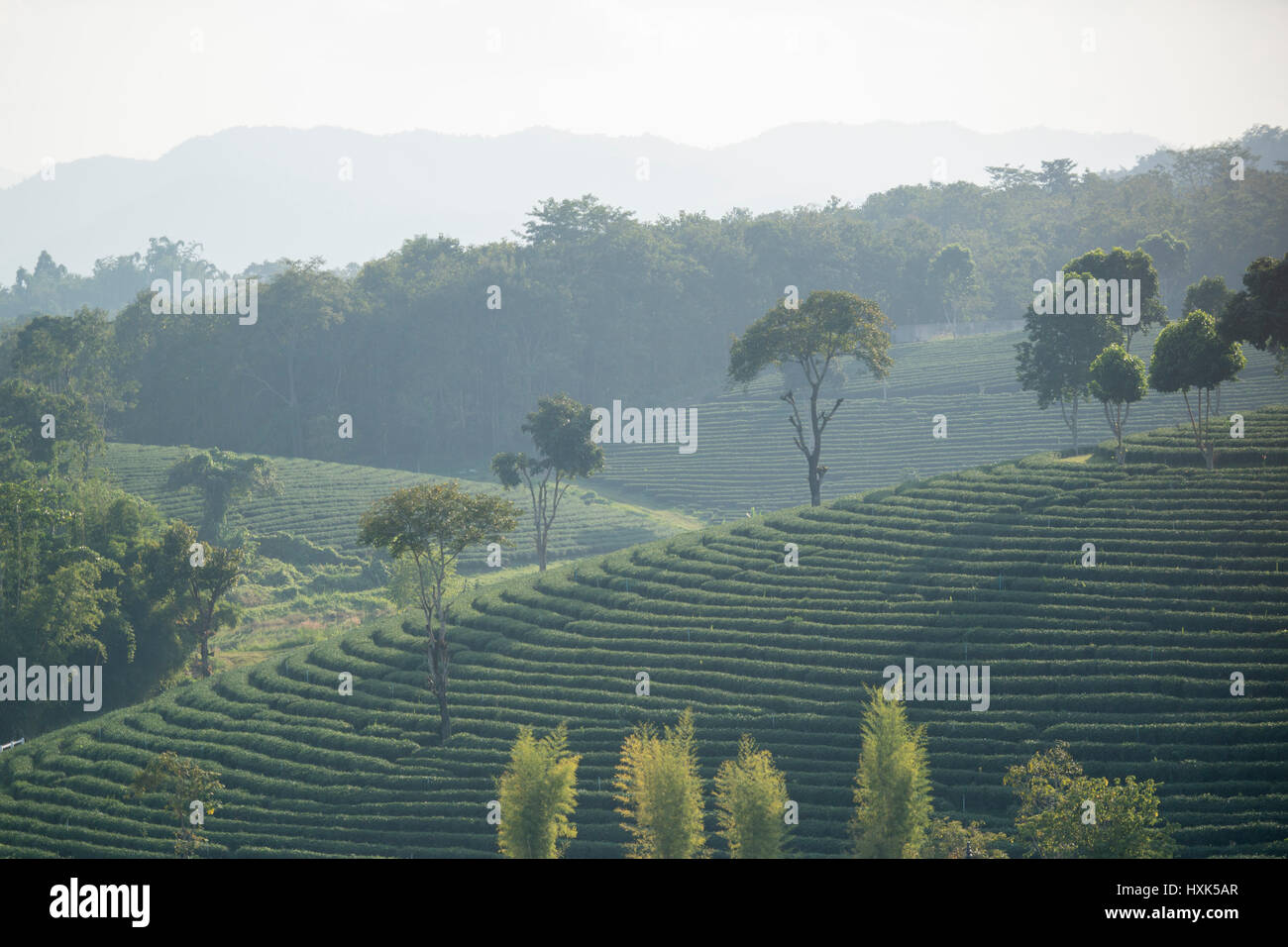 La plantation de thé de Fong Choui thé à la ville de Mae Chan au nord de la ville dans le nord de Chiang Rai en Thaïlande. Banque D'Images