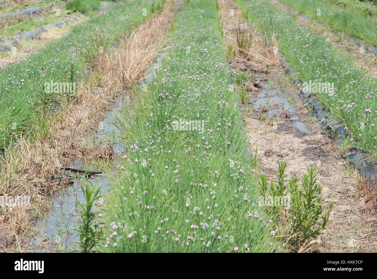 La floraison de la ciboulette (Allium schoenoprasum) dans un champ Banque D'Images