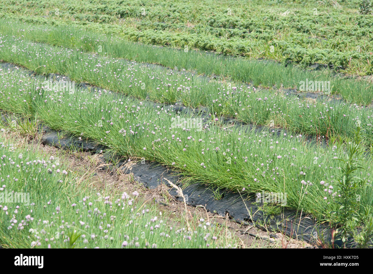 La floraison de la ciboulette (Allium schoenoprasum) dans un champ Banque D'Images