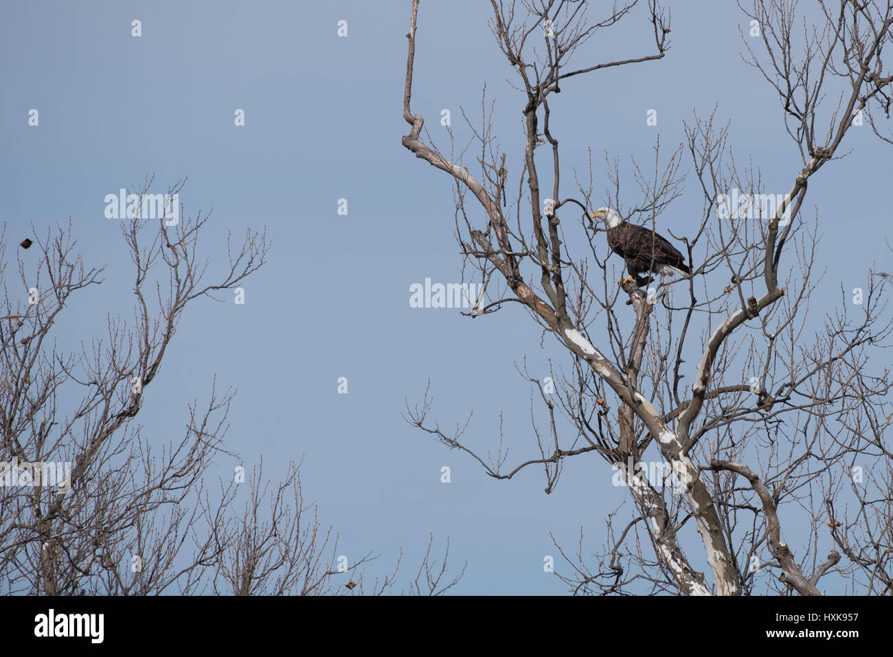 L'aigle chauve américain dans un arbre Banque D'Images