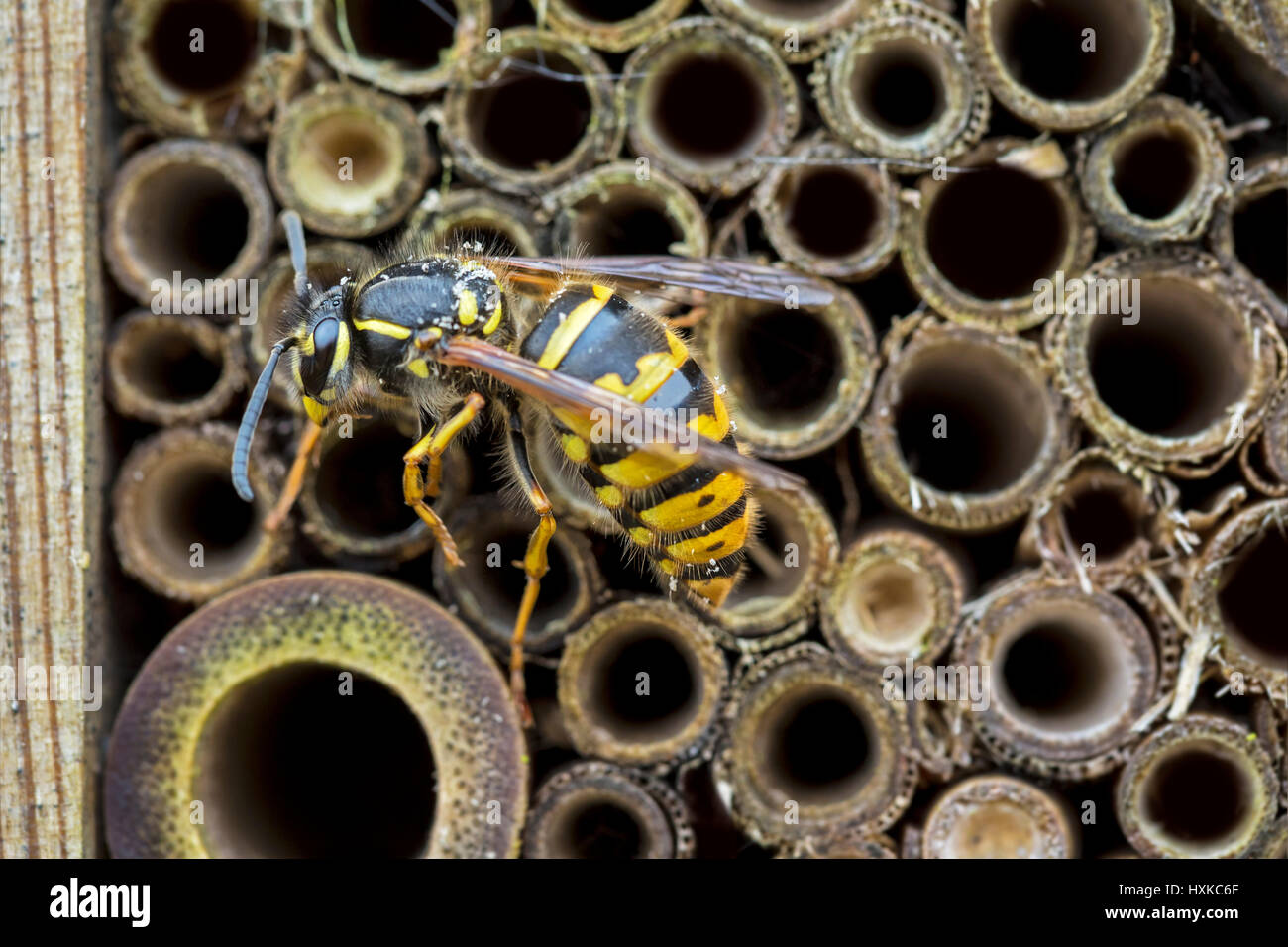 Wasp sur un homme fait insect house. Banque D'Images