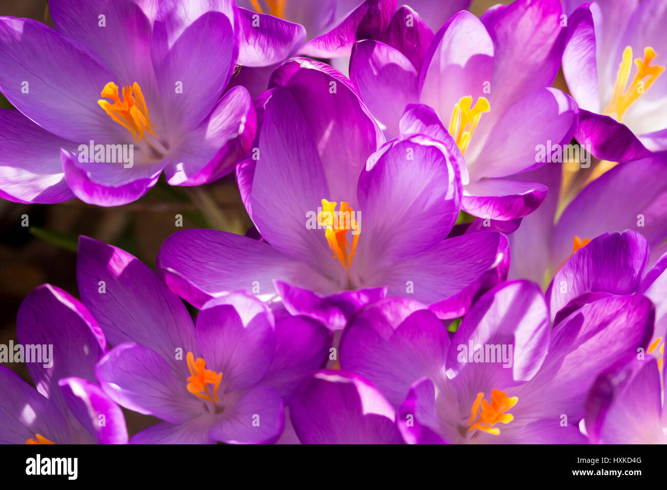 Un peu de violet de macro crocus au printemps Banque D'Images