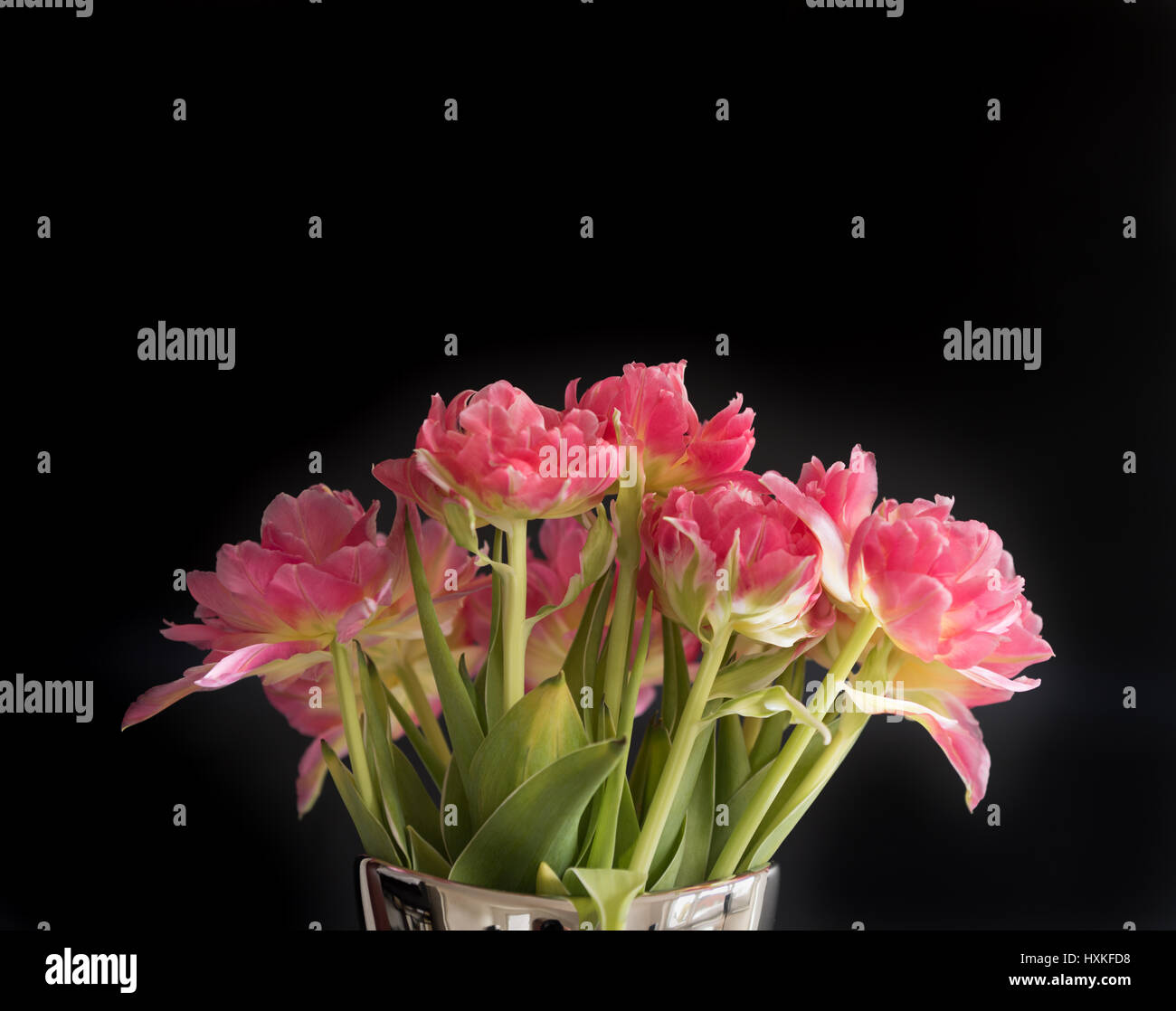 Bouquet de tulipes de couleur rose sur fond noir Banque D'Images