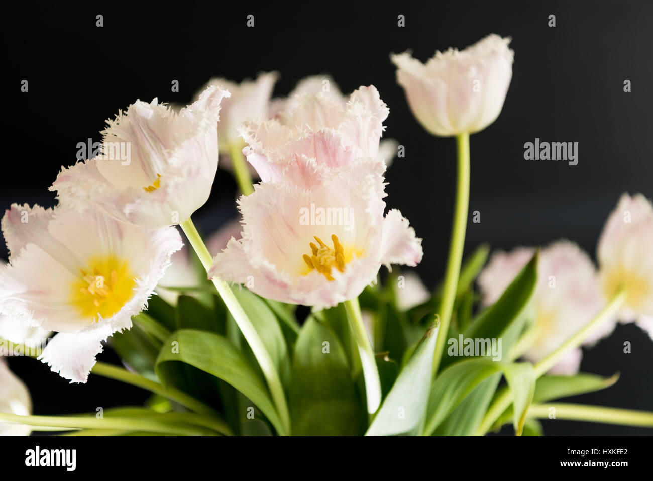 Fleurs disposés au hasard tulipe blanche avec fond sombre Banque D'Images