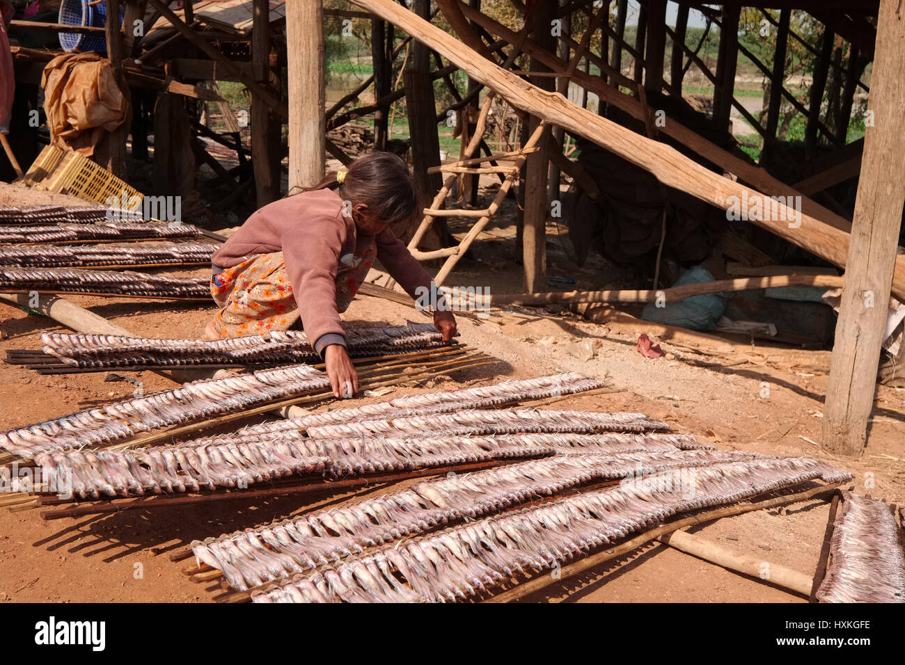 Le séchage du poisson soleil fille cambodgienne Banque D'Images