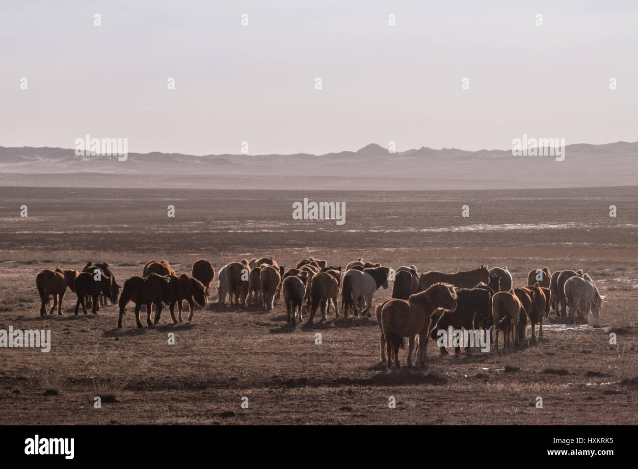 Les chevaux sauvages courir à travers les steppes du désert de Gobi en Mongolie méridionale. Banque D'Images