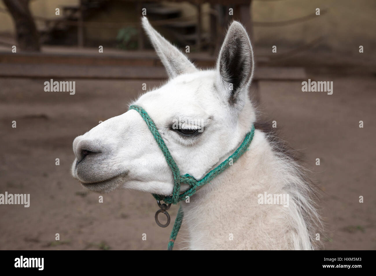 Lama blanche (Lama Lama) à Quito, en Équateur Banque D'Images