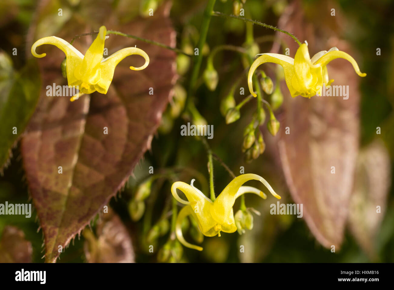 Gros plan sur la petite, jaune fleurs de printemps du barrenwort, Epimedium 'buzz' Buckland, contre le feuillage de printemps brun Banque D'Images