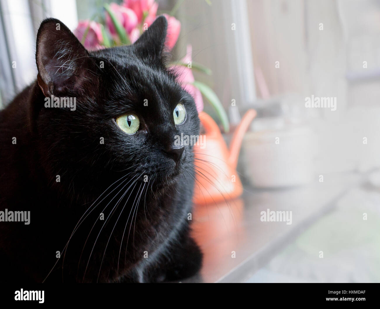 Chat noir se trouve sur la fenêtre de véranda Banque D'Images
