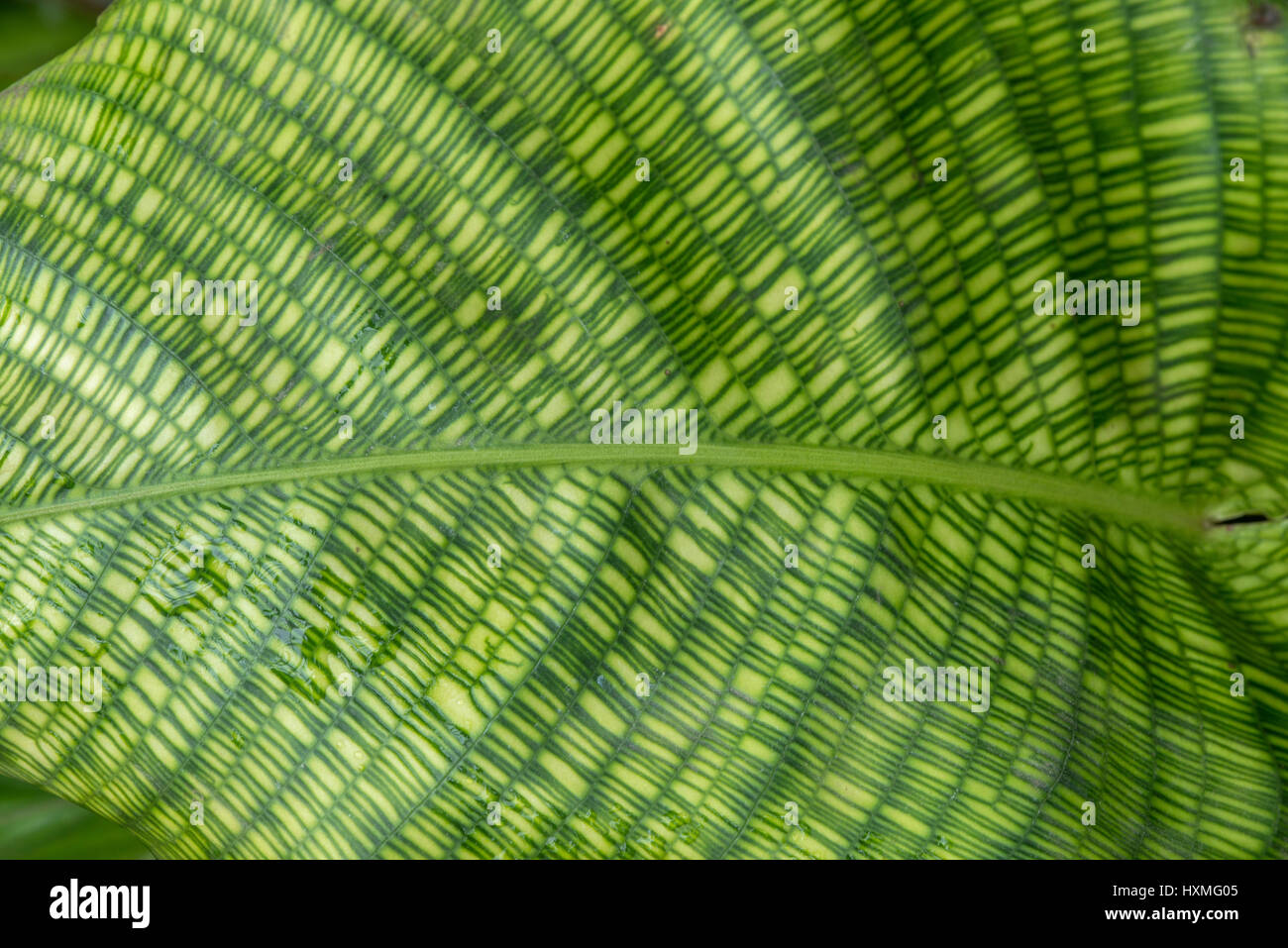 Calathea 'Network' Banque D'Images