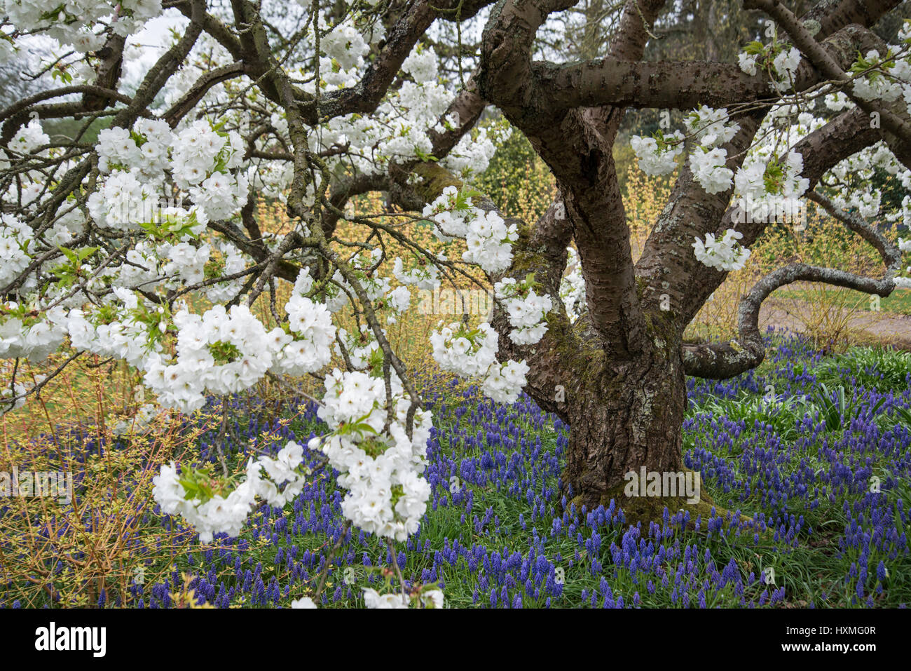Grape hyacinth Muscari armeniacum} {la floraison dans le cadre de jardin Japanese flowering cherry tree (Prunus shirotae) UK Banque D'Images