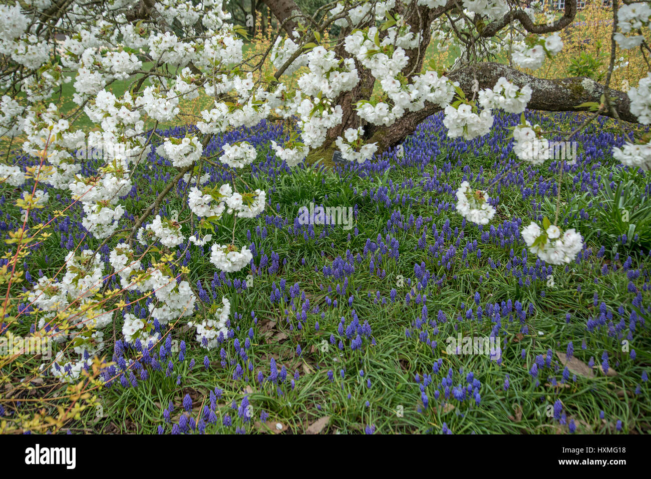 Grape hyacinth Muscari armeniacum} {la floraison dans le cadre de jardin Japanese flowering cherry tree (Prunus shirotae) UK Banque D'Images