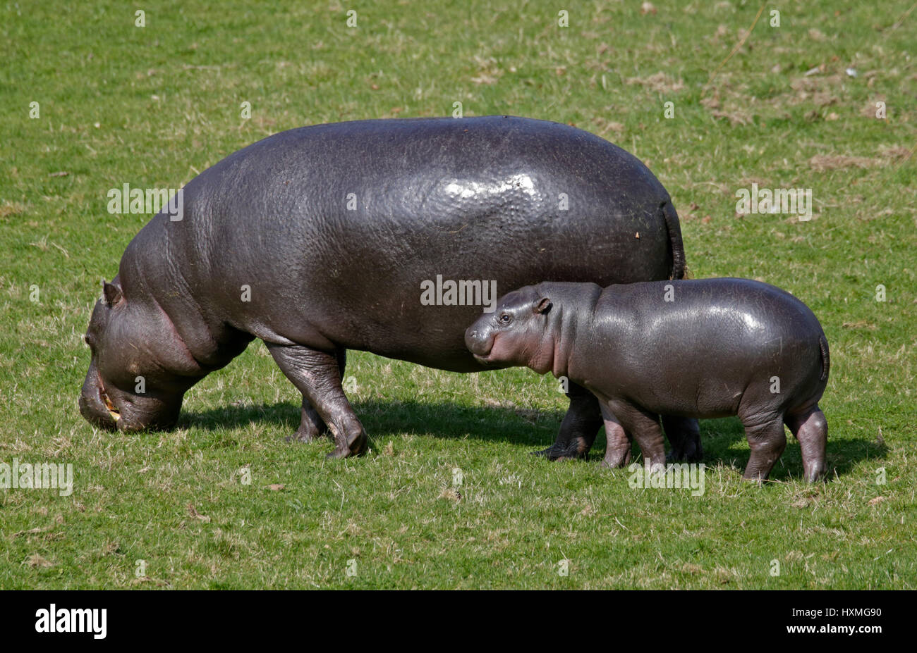 La Mere Et Le Bebe Hippopotame Pygmee Hexaprotodon Liberiensis Photo Stock Alamy