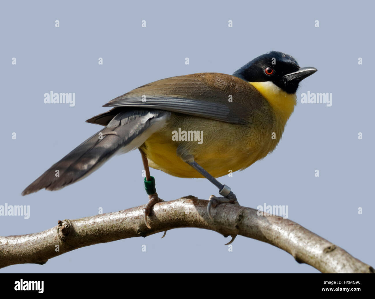 Motmot (garrulaz Laughingthrush courtoisi) Banque D'Images