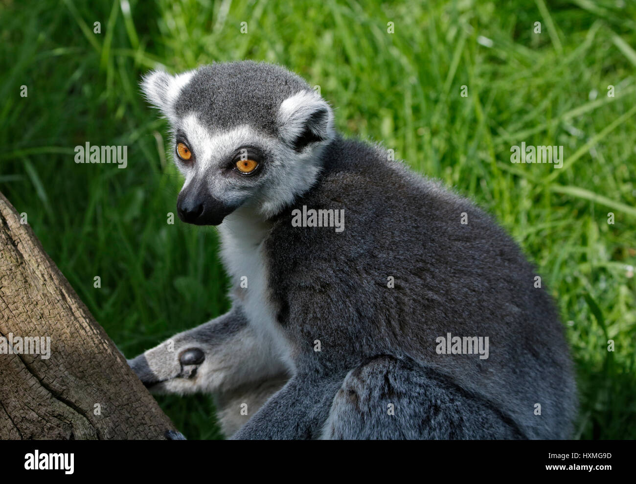 Ring-Tailed Lemur (Lemur catta) Banque D'Images