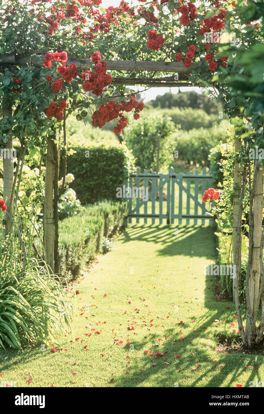 Roses rouges poussant sur des treillis. Banque D'Images