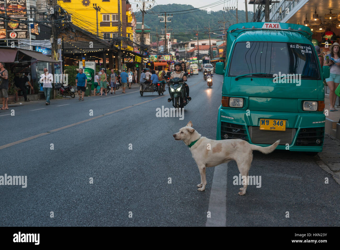Un chien en attente de traverser la route dans la ville de Karon, Phuket, Thaïlande. 08-Mar-2017 Banque D'Images