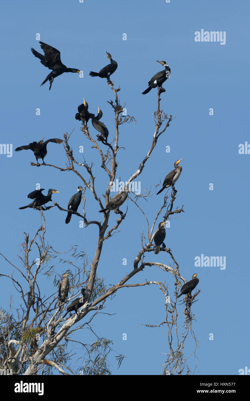 Grands Cormorans (Phalacrocorax carbo) rassemblement à repos se trouvant au crépuscule, sur la côte Méditerranéenne d'Israël. Janvier 2015. Banque D'Images