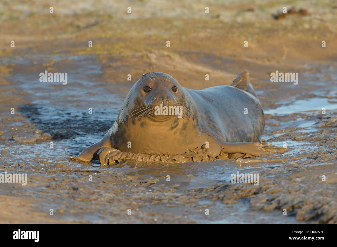 Atlantic de phoques gris (Halichoerus grypus) femelle adulte se vautrer dans la boue. Donna Nook, Lincolnshire. UK. Janvier. Banque D'Images