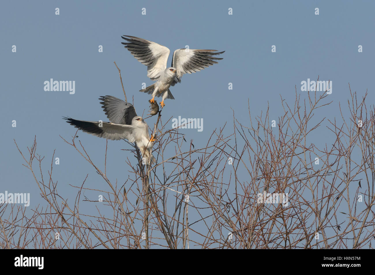 Black-shouldered kite ou black-winged kite (Elanus caeruleus) paire adultes engagés dans l'alimentation. Mâle (ci-dessus) la prestation de campagnol femelle. Vallée de Hula, est Banque D'Images