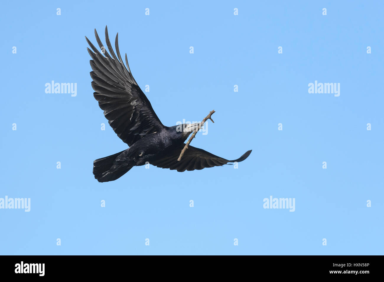 Corbeau freux (corvus frugilegus) adulte en vol transportant des matériaux de nidification. Le Gloucestershire. Mars. Banque D'Images