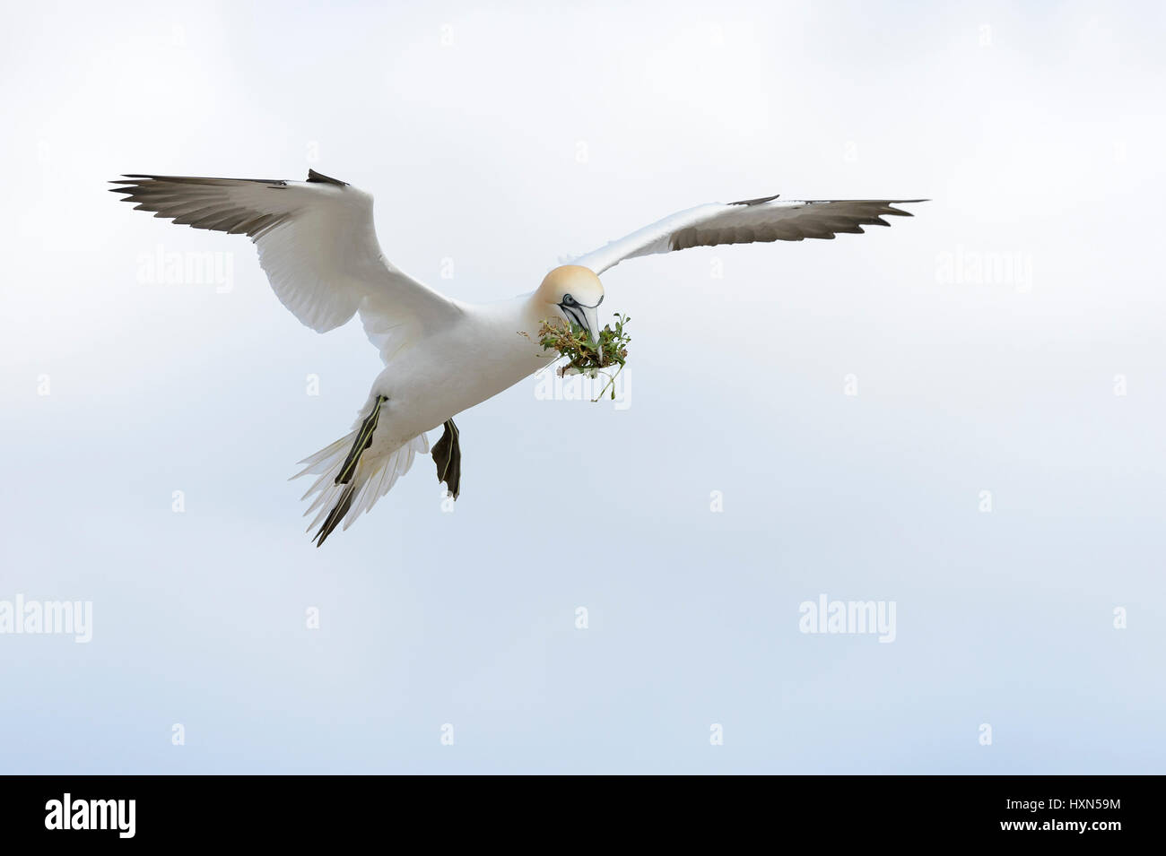 Fou de Bassan (Morus bassanus) adulte, avec le matériel du nid. L'île de Great Saltee, Co Wexford, Irlande. Avril. Banque D'Images