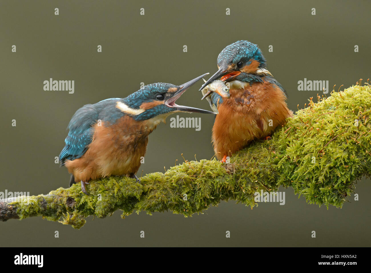 Kingfisher (Alcedo atthis commun) d'alimentation d'adultes de sexe masculin à part entière récemment des chevreaux. Worcestershire, Angleterre. Mai. Banque D'Images
