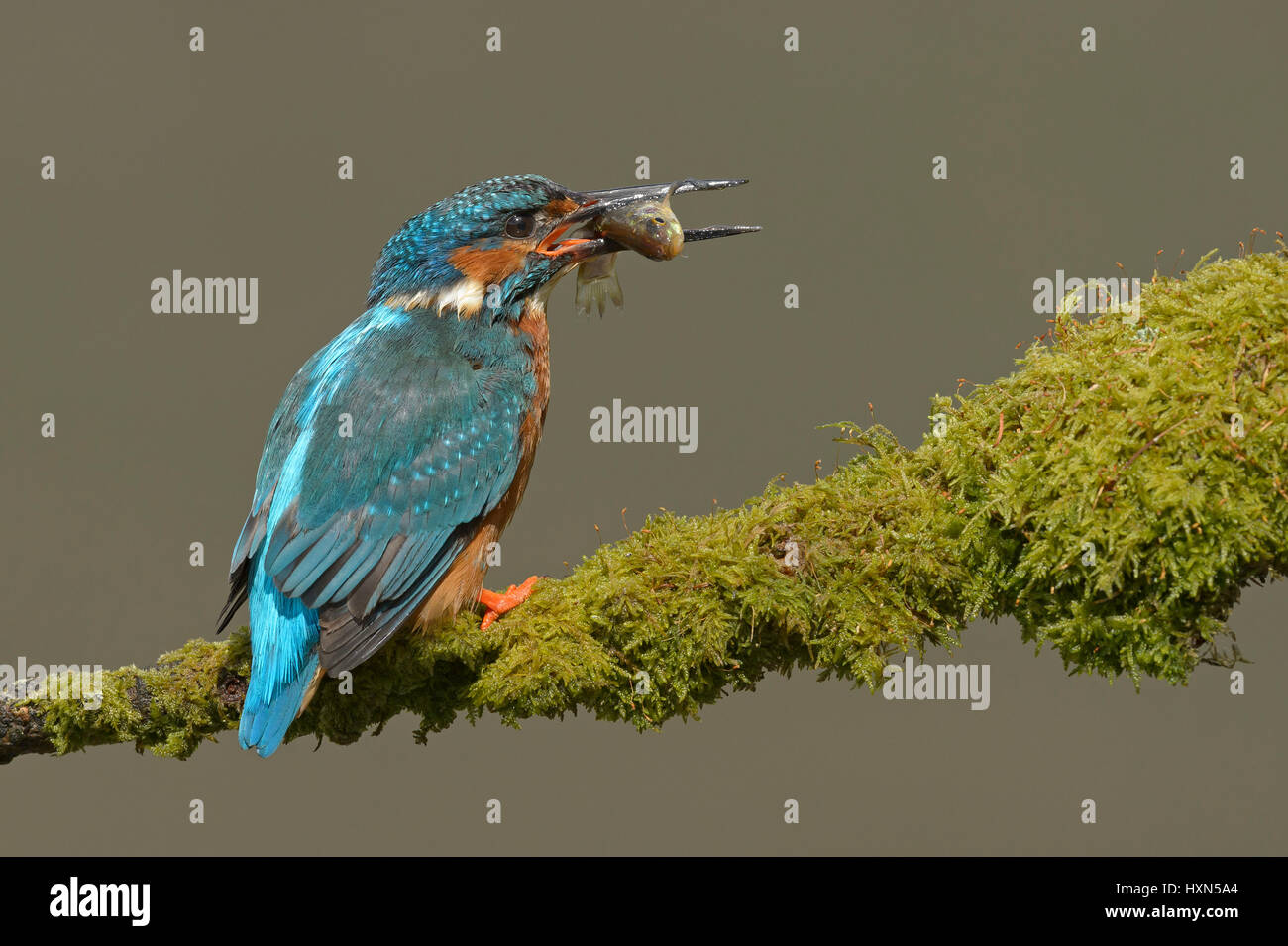 Kingfisher (Alcedo atthis commune) mâle adulte avec des poissons proies. Worcestershire, Angleterre. Mai. Banque D'Images