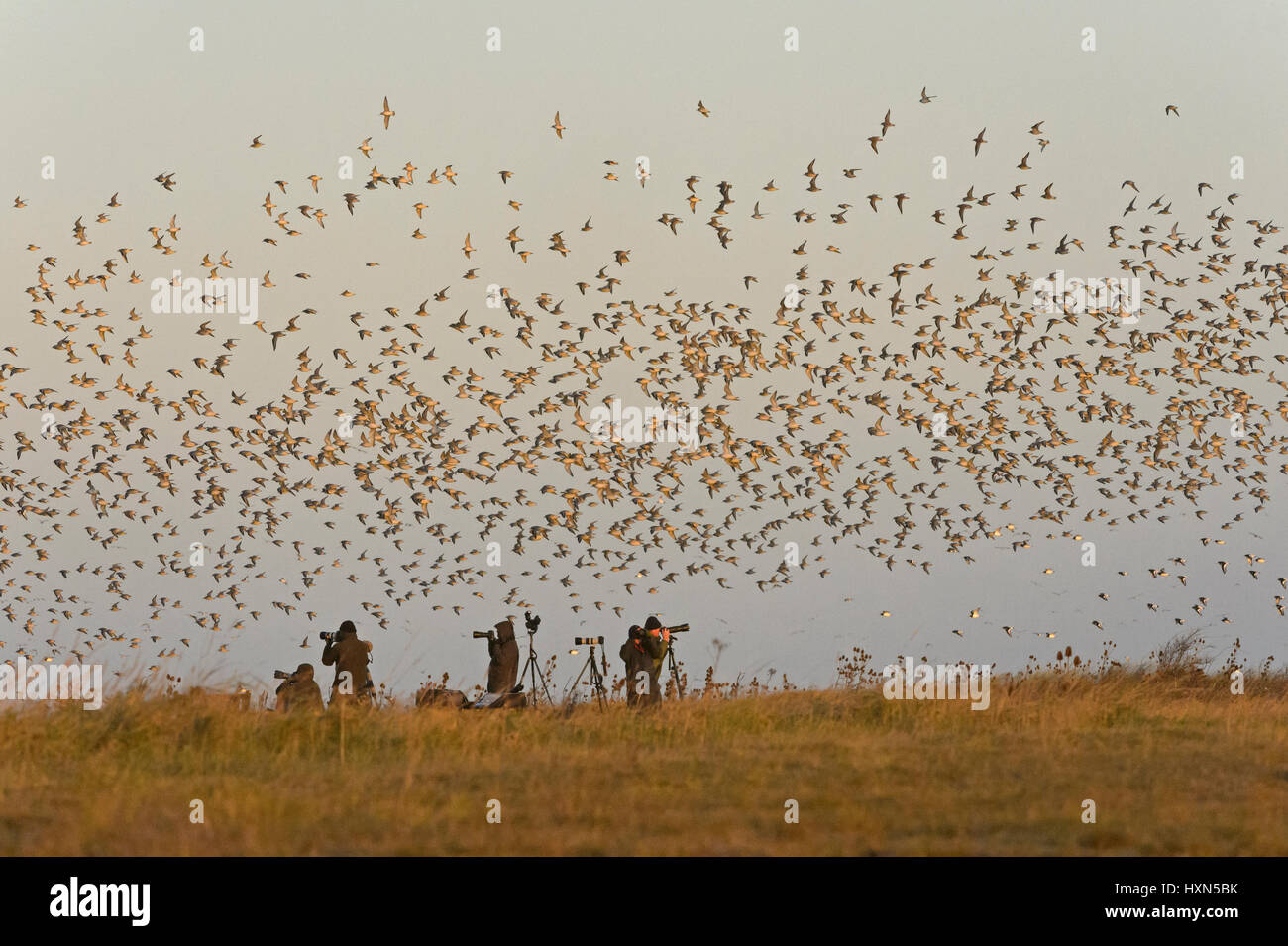 Les observateurs d'observer un troupeau de bécasseau maubèche (Calidris canutus) quitter high tide roost à Snettisham RSPB réserve, Norfolk, Angleterre. Novembre. Banque D'Images