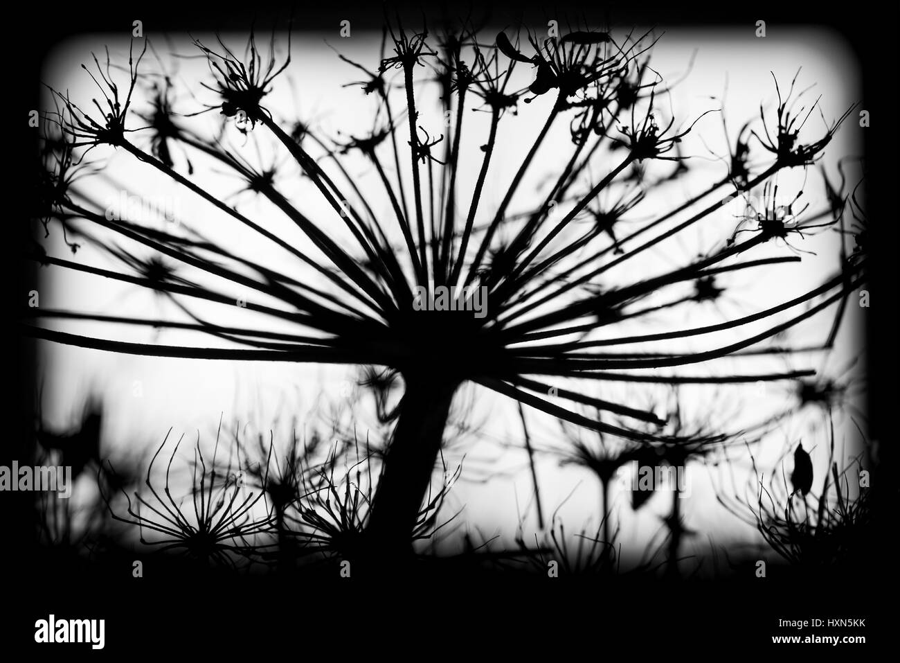Heracleum sosnowskyi sec foncé fleurs, noir et blanc macro photo silhouette avec selective focus Banque D'Images