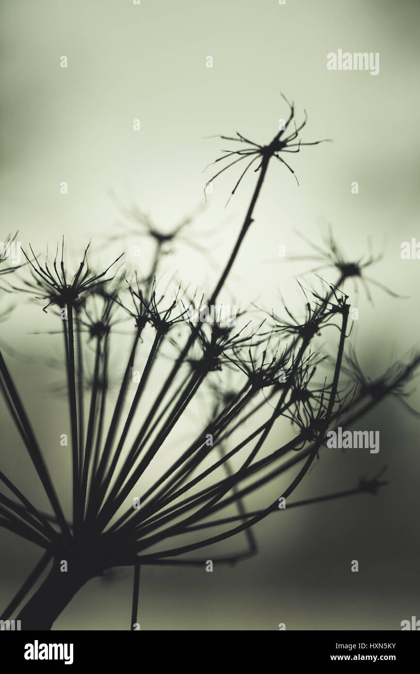 Sec Heracleum sosnowskyi sombre silhouette, fleur macro photo avec mise au point sélective et l'effet du filtre de correction tonale vert Banque D'Images