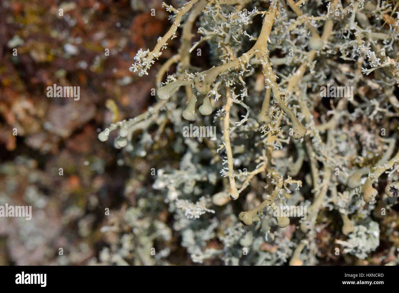 Globe lichen (Sphaerophorus globosus) sur un noisetier (Corylus avellana) alar dans l'ancienne forêt atlantique, Knapdale Forêt, Argyll, Scotland. Banque D'Images