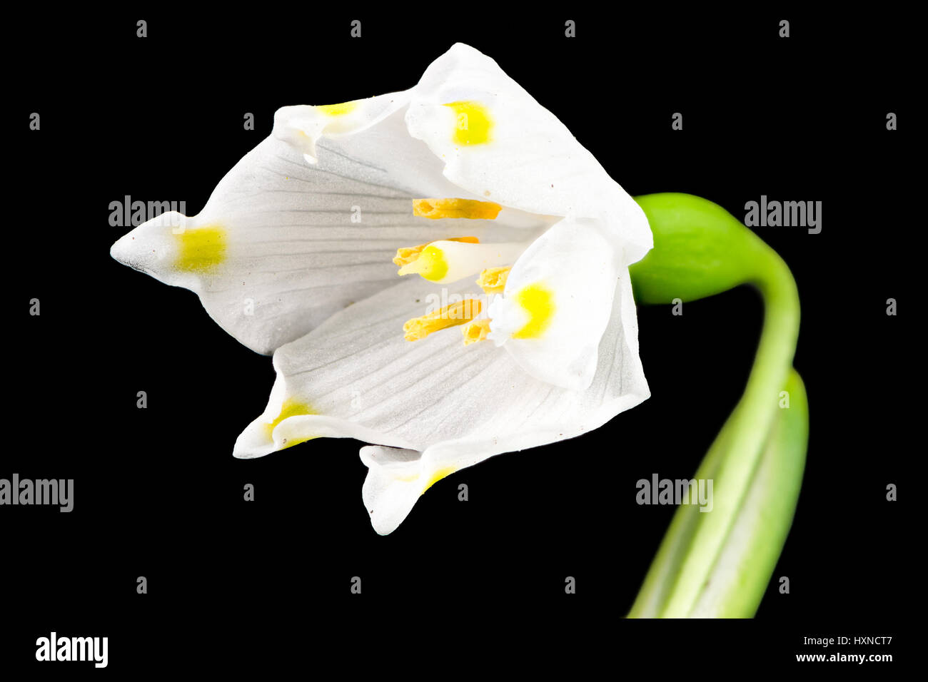 Macro d'une fleur de printemps Leucojum vernum (flocon) isolés sur noir Banque D'Images
