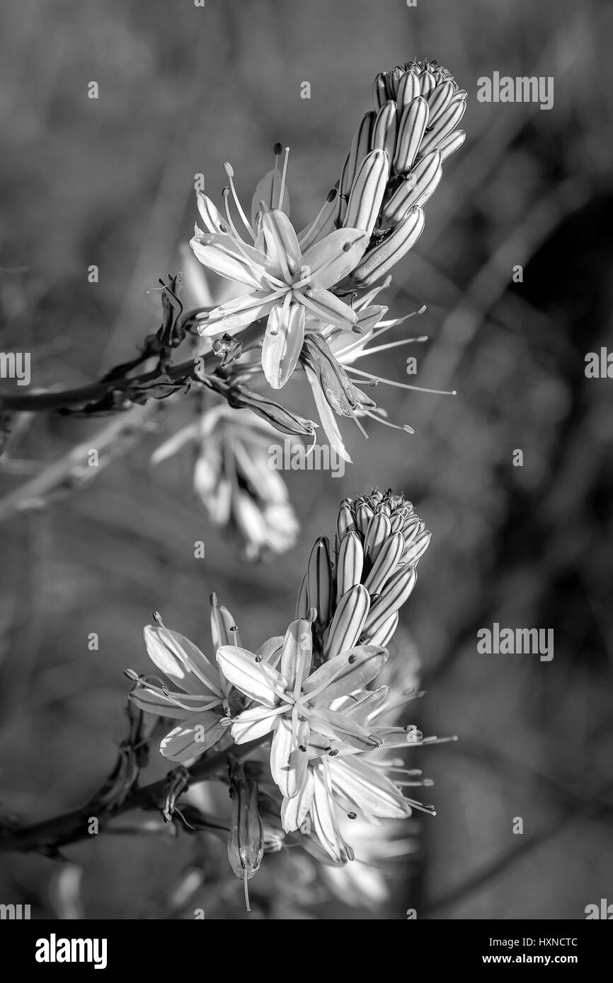 Asphodelus est une espèce de plantes de la famille des Liliaceae, qui comprend plusieurs espèces herbacées, généralement appelé par le nom commun d'asfodelo Banque D'Images