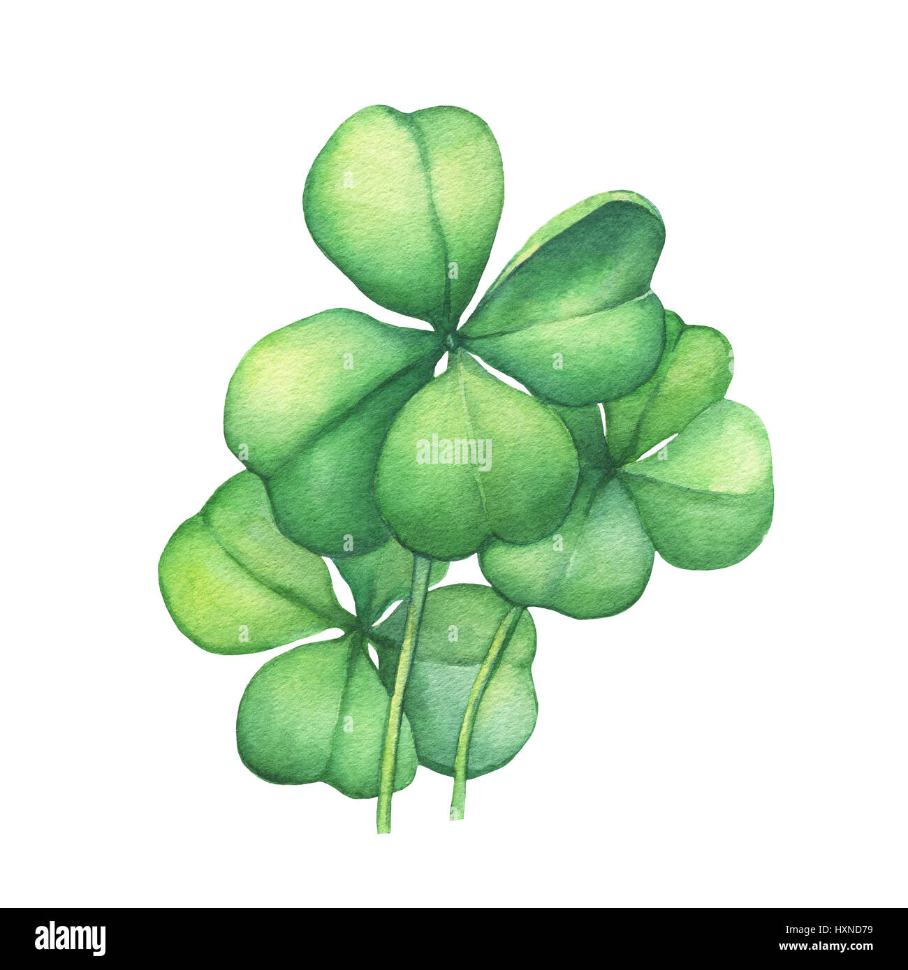 Quatre trèfle de feuille verte. La main de l'aquarelle sur fond blanc. Banque D'Images