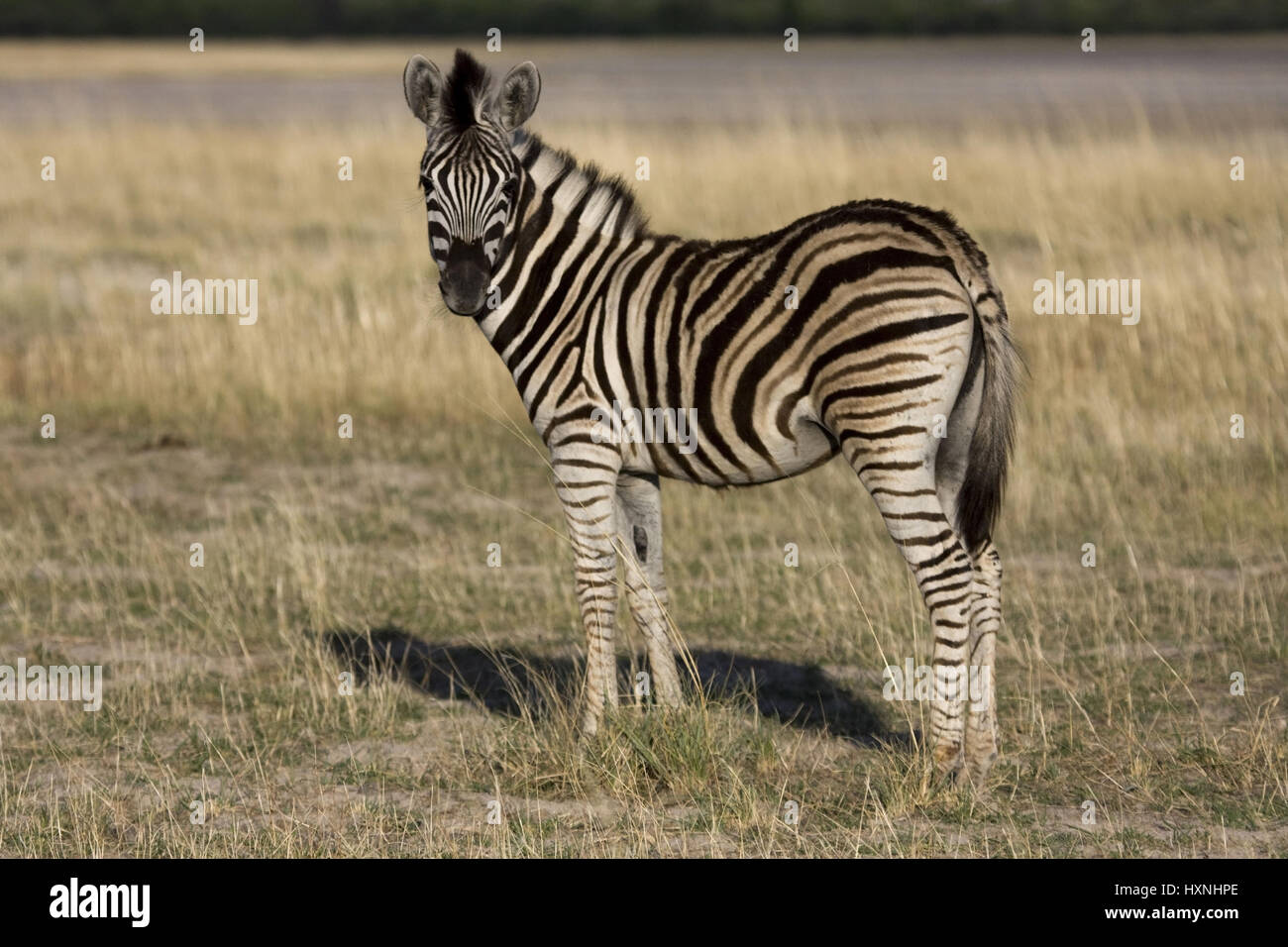 Zebra steppe, Equus burchelli granti - Burchell zèbre, Steppenzebra | Equus burchelli granti - Burchell Zebra Steppenzebra in der Ebene, Etosha NP Banque D'Images