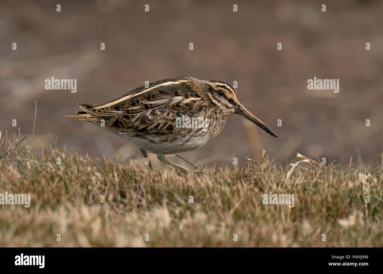 Jack snipe marcher sur l'herbe Banque D'Images