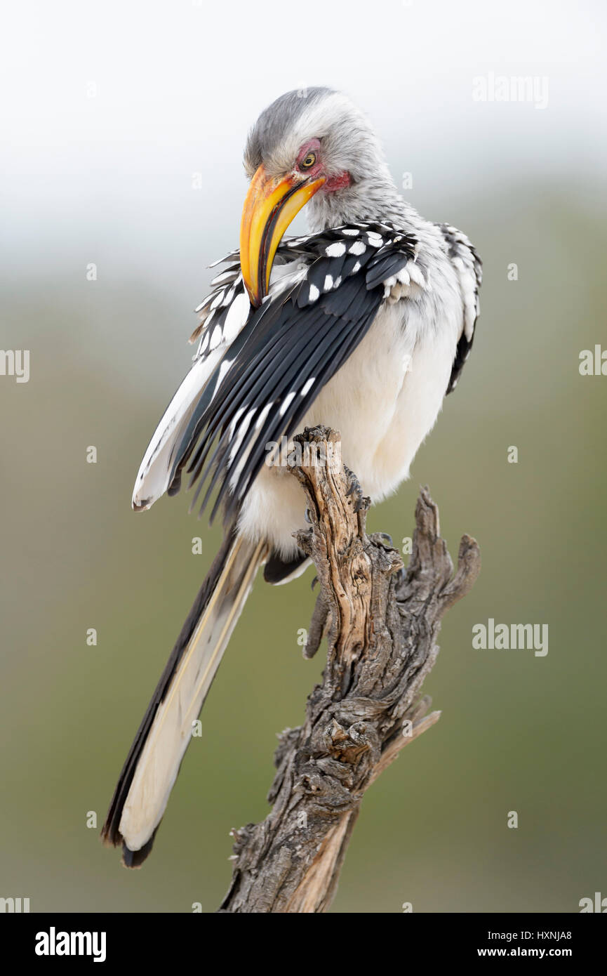 Calao à bec jaune (Tockus leucomelas) perché sur dead tree stump, le nettoyage des plumes, Kruger National Park, Afrique du Sud. Banque D'Images