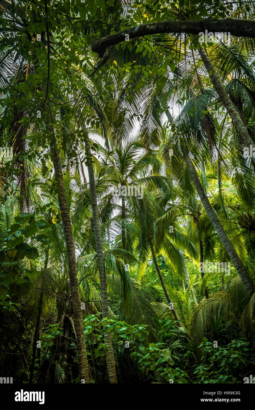 Sur le chemin d'une palmeraie - Parc National Naturel de Tayrona, Colombie Banque D'Images